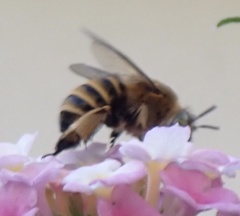 Amegilla garrula