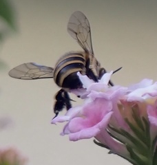 Amegilla garrula
