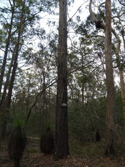 Eucalyptus baileyana