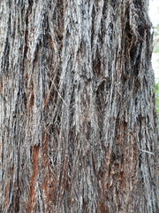 Eucalyptus baileyana