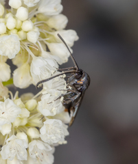 Synanthedon polygoni