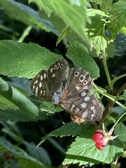 Pararge aegeria