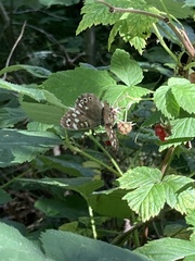Pararge aegeria