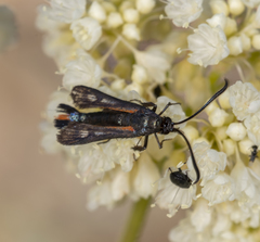 Synanthedon polygoni