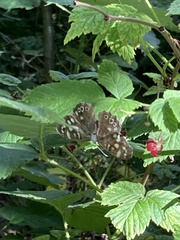 Pararge aegeria