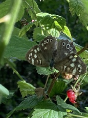 Pararge aegeria
