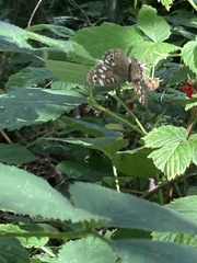 Pararge aegeria