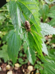 Mitopus morio