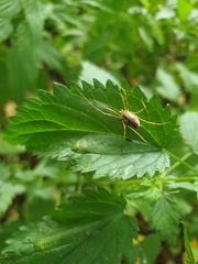 Rilaena triangularis