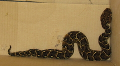Bitis arietans arietans