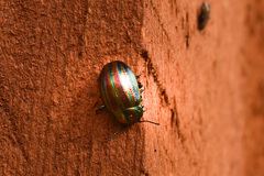 Chrysolina cerealis