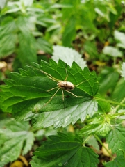 Rilaena triangularis