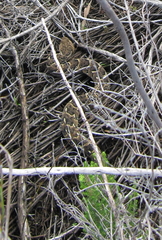 Bitis arietans arietans
