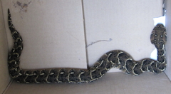 Bitis arietans arietans