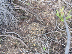 Bitis arietans arietans