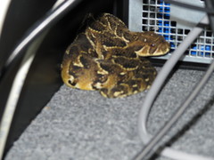 Bitis arietans arietans