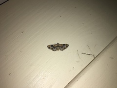 Eupithecia linariata