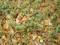 Corrigiola telephiifolia