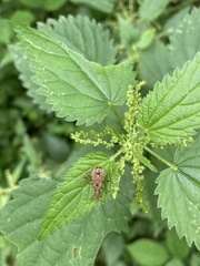 Himacerus mirmicoides