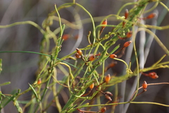 Cassytha glabella dispar