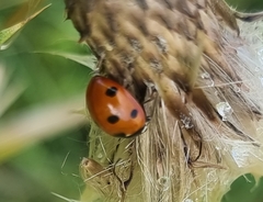 Coccinella septempunctata
