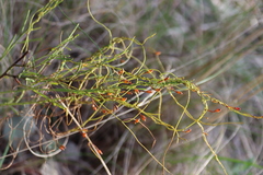 Cassytha glabella dispar