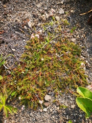 Bryanthus gmelinii