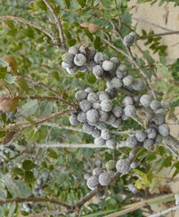 Morella cordifolia