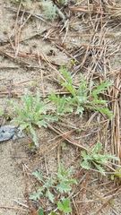 Lessingia germanorum