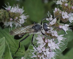 Sphex pruinosus