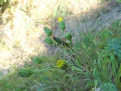 Poecilimon thoracicus