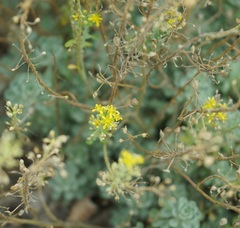 Odontarrhena obtusifolia