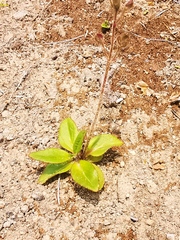 Veronica grandiflora