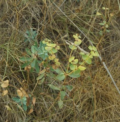 Euphorbia glareosa