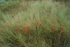 Ephedra equisetina