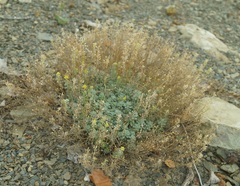 Odontarrhena obtusifolia