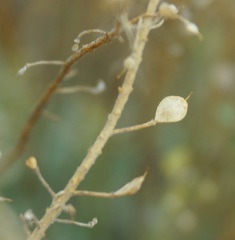Odontarrhena obtusifolia