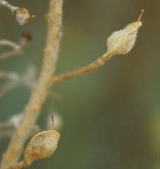 Odontarrhena obtusifolia