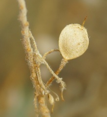 Odontarrhena obtusifolia