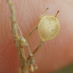 Odontarrhena obtusifolia