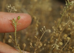 Odontarrhena obtusifolia