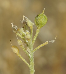 Odontarrhena obtusifolia
