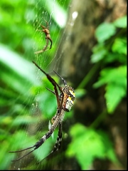 Argiope anasuja