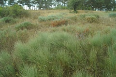 Ephedra equisetina