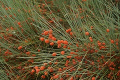 Ephedra equisetina