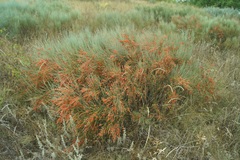 Ephedra equisetina