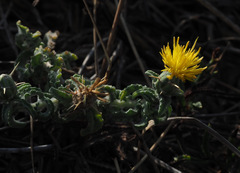 Centaurea procurrens