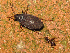 Pyrrhocoris