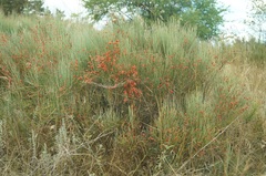 Ephedra equisetina