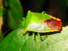 Acanthosoma labiduroides